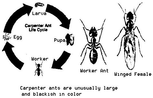 Carpenter Ant(Life cycle: egg -- larva -- pupa -- adult worker)